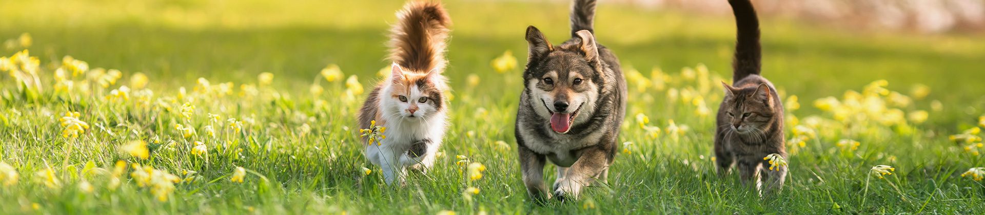 Top 10 DMV Locations in Charlotte, NC: Your One-Stop Shop for All Vehicle-Related Needs